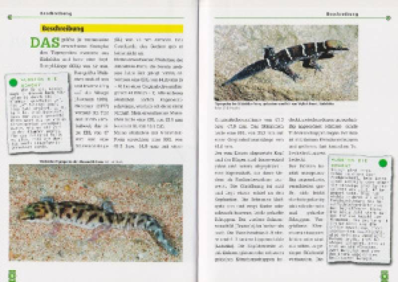 Preview: Der Tigergecko